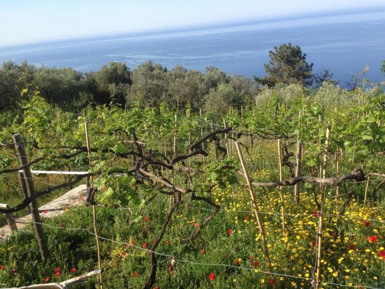 Il Nettare Agriturismo Villa Riomaggiore Exterior photo